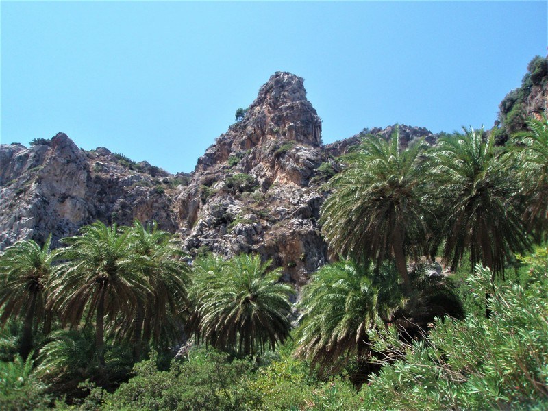 Palm Forest at Preveli Beach 