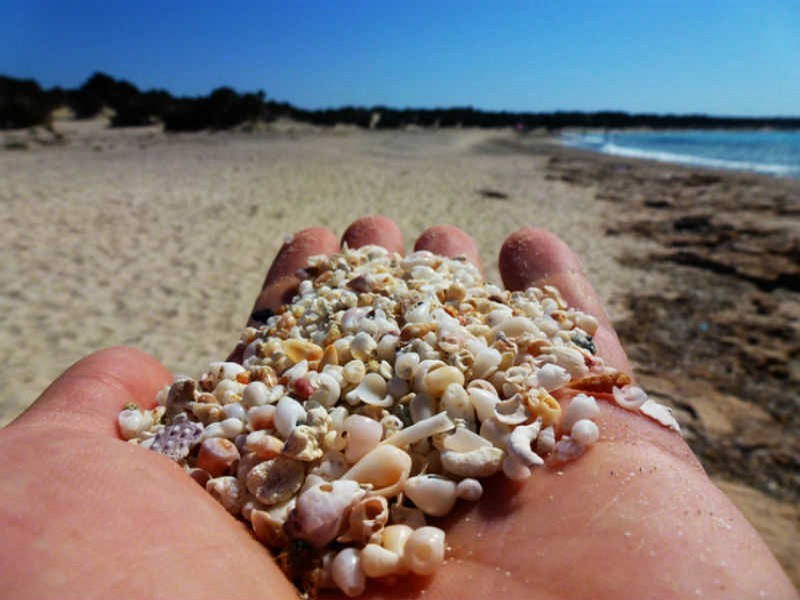 Small shells,Golden beach, Chrissi